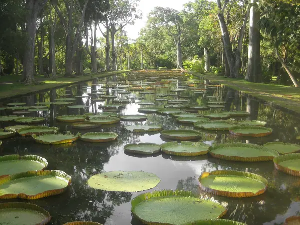 Giant water lilies at the Pamplemousses botanical garden